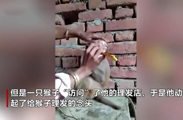 理发师没有顾客给猴子理发 猴子：你这属于强迫消费