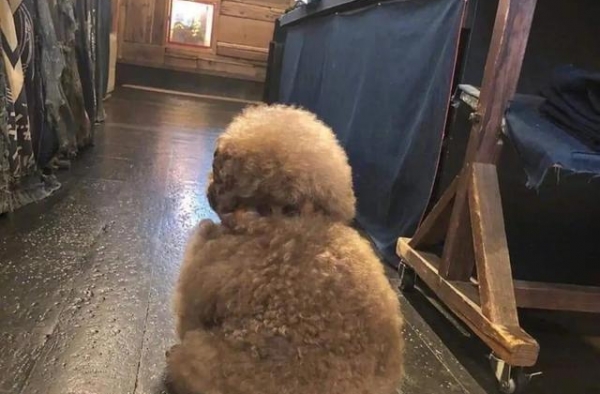 贵宾犬靠寂寞背影照爆红，网友爆笑：本以为是咖妃，原来是影后？