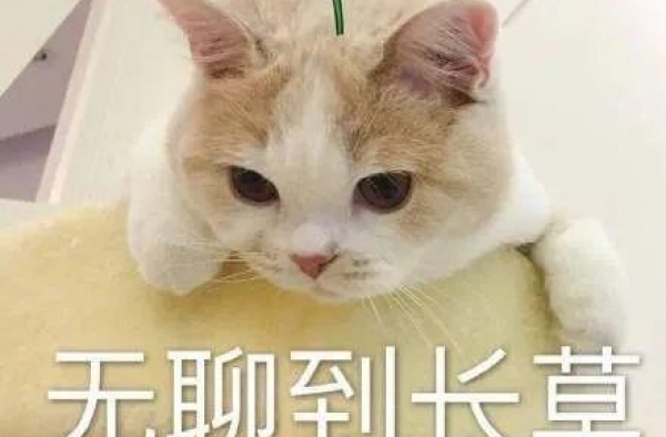 圆满了！摆脱了大猪蹄子，姚莫心也晋升柠檬批发商