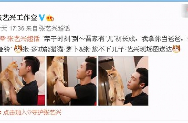 张艺兴：工作再忙也抽时间爱抚宠物猫，又亲又抱还把金渐层举高高